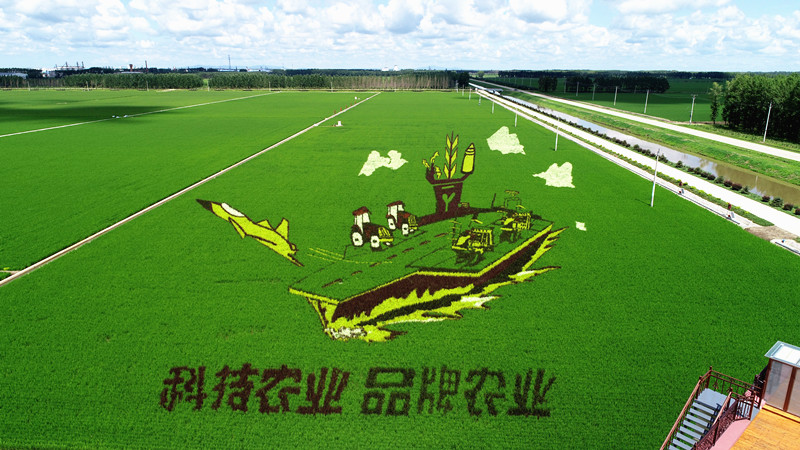 稻田画_副本.jpg