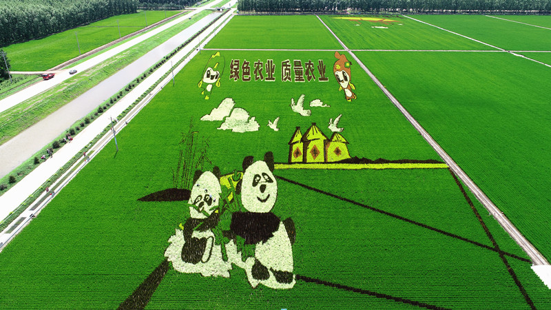前进农场“1234”标准化格田改造地块(摄影 付永新）_副本.jpg