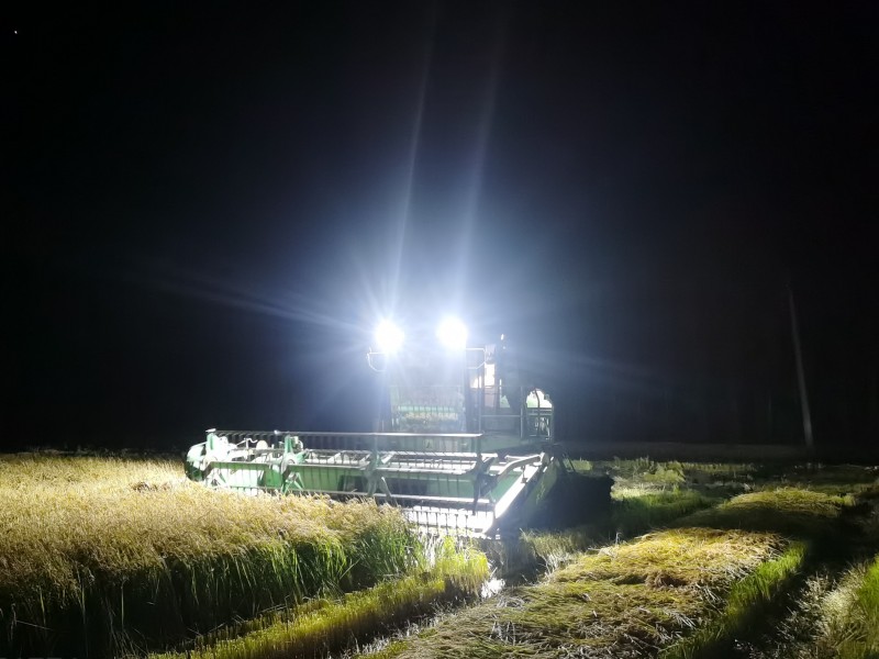 1663896556320847.jpg 夜间割晒.jpg