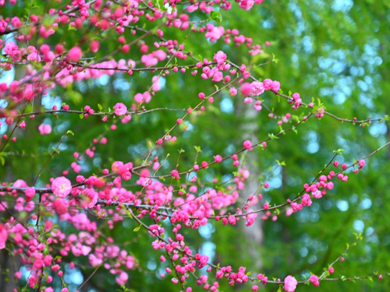 DSC_3423_副本.jpg