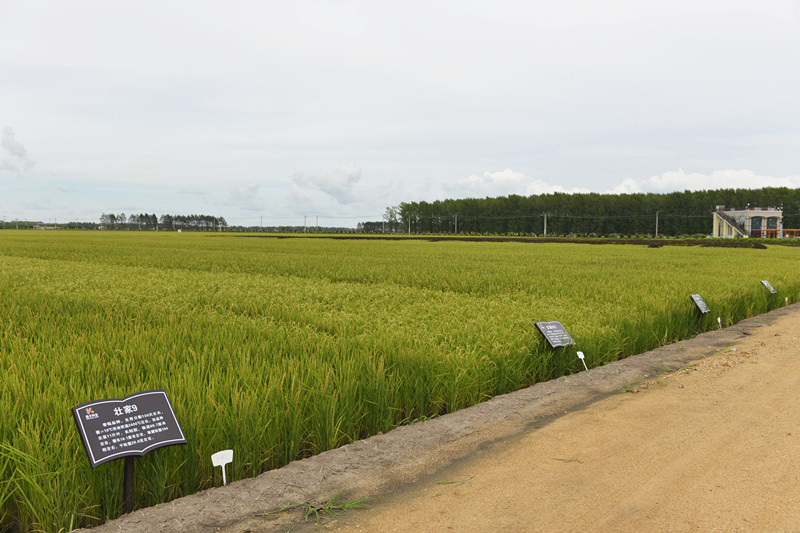 _DSC8640_副本.jpg