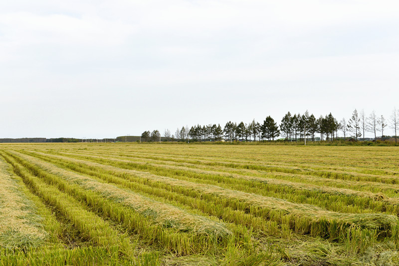 _DSC0368_副本.jpg