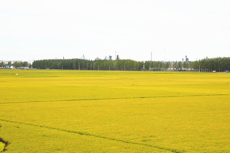 1726188782760328.jpg DSC_2425_副本.jpg