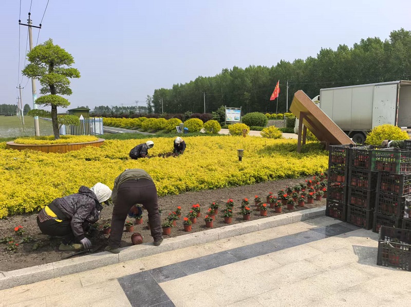 1749193488980643.jpg 前进农场有限公司示范区栽花添彩 绘就生态新画卷1.jpg
