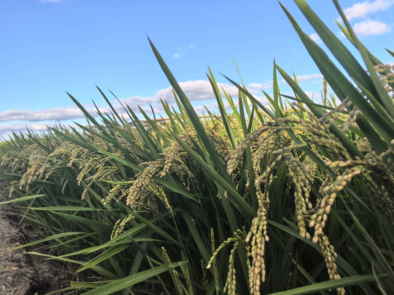 081701.jpg
